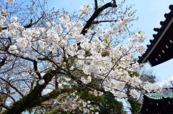 総門（はじめの門）を、くぐった所の大島桜はみごとです。