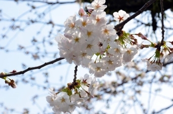 白くてキレイな大島桜。