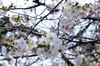 大島桜は７分咲き。