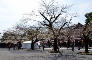 神門（２番目の門）付近の桜は５分咲きです。