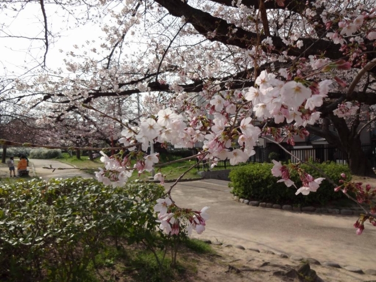 公園には、ソメイヨシノなど約60本の桜が、咲き競います