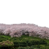 さぎしま　塔の峰千本桜
