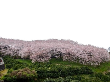 瀬戸内海の多島美と桜のコラボレーションをお楽しみください。