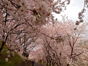 満開の桜の下をウォーキング♪