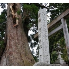 豊田市「杉本の貞観スギ」杉本神明神社