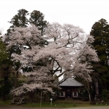 玉沢の山桜が満開でした