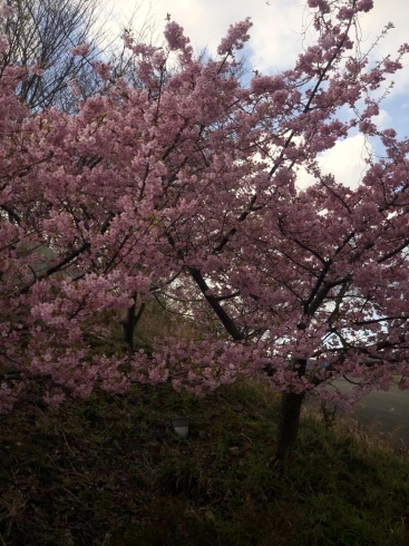 「桜が満開でしたよ(o^^o)」
