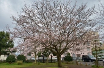 公園の上側の桜はもう少しで満開