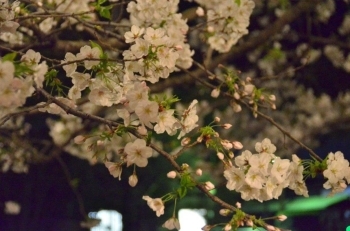 きれいに撮れそうな桜を見つけるのも楽しいです
