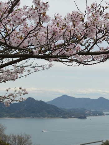 瀬戸内海の多島美と桜のコラボレーションをお楽しみください♪