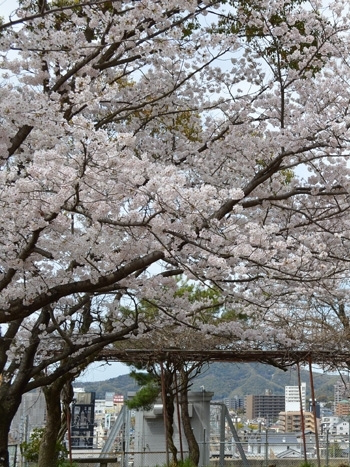 小さな公園内にたくさんの桜が植えてあり、公園全体が桜の花でいっぱいになります。