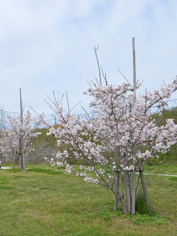 これからの成長が楽しみなまだ若い桜並木のウォーキングコース。