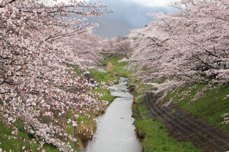 まだつぼみの赤紫色が目立つ佐保川の桜