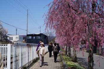 4/12（火）13：30　最高気温15℃<br>朝積もってた雪も消え青空とピンクの桜