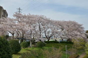 大きな桜の木です