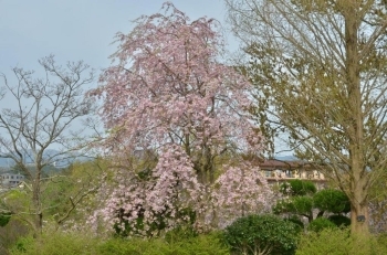 上段の枝垂れ桜も満開