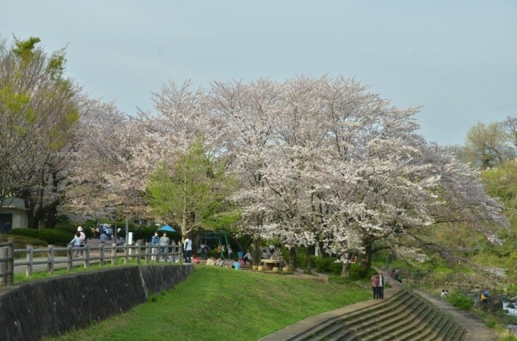 新緑と桜の満開がきれいな公園です