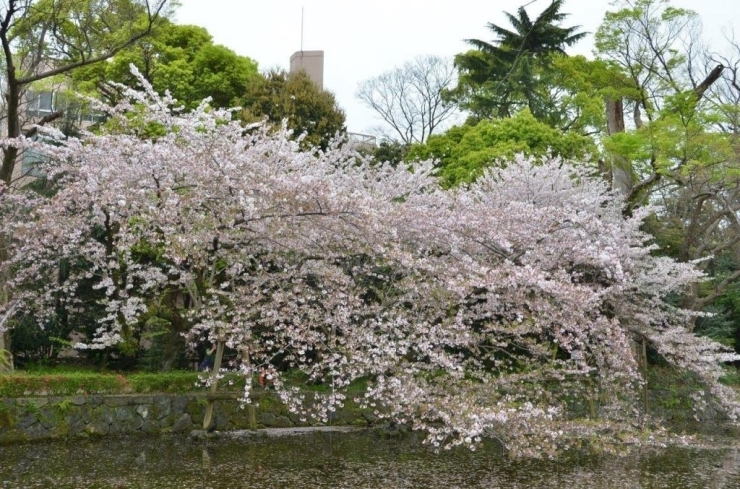 少し散り始めています　池の桜の花びらもきれい♪