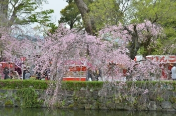 枝垂れ桜は池とマッチしますね