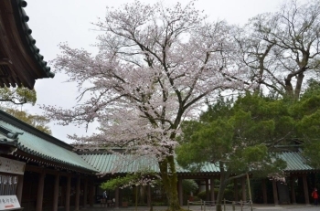 神門をくぐってすぐ横（左）の桜