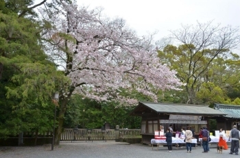 本殿横の桜