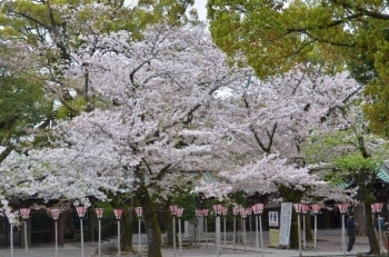 この桜は満開です♪