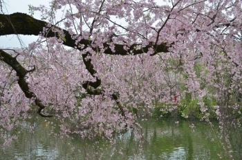 遅咲きの枝垂れ桜がきれい