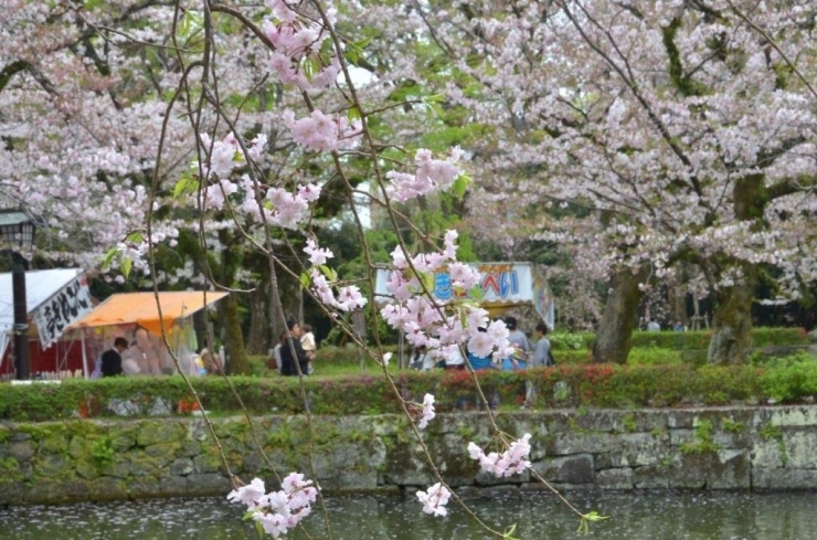 枝垂れ桜の花はかわいい♪