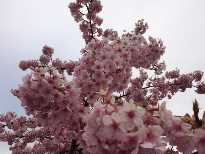 向日市内早咲きの桜「このお祭りはお見逃しなく!!」