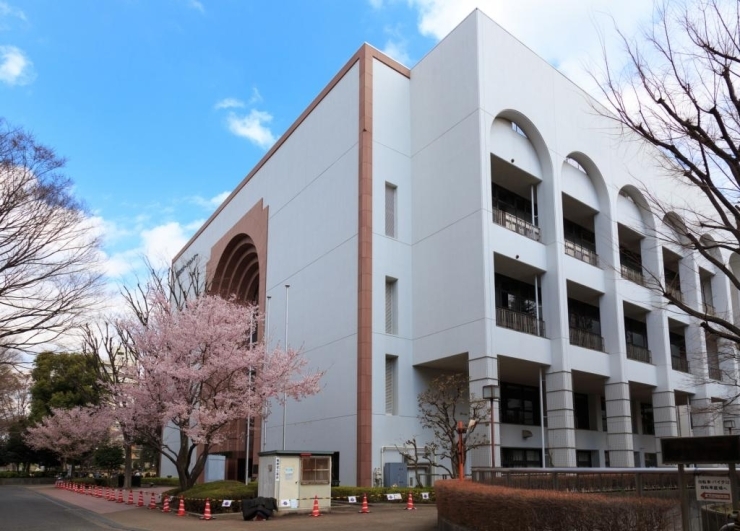 新宿区立スポーツセンター　道沿いにあるのは3月中旬くらいから開花する小彼岸桜