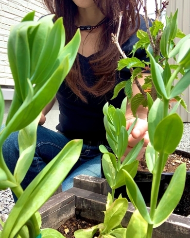 今年初めて植えたトルコ桔梗「〜浸透力〜」