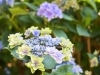 グリーンから薄い青にグラデーションしている、こちらはガクアジサイ