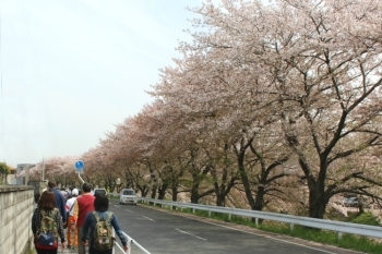 佐保川の桜並木を右手にみて歩きます<br>春ならではの企画ですね