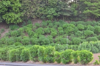 道路反対側にはあじさいが植えられています<br>（こちらも小針さんが育てています）