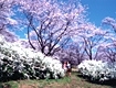 森林公園の桜2
（ハイキングコースでは通りません）