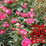 岐阜の薔薇情報