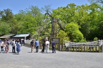 金木犀　樹齢1200年を超えると推定される巨木