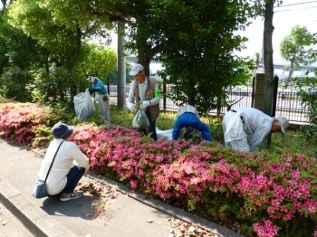 市民プラザ清掃班は植え込みの除草です