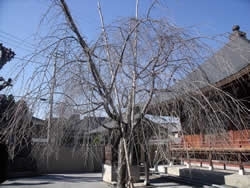 東栄寺にある枝垂れ桜。<br>春の寺社とのコントラストは風情がありそう♪