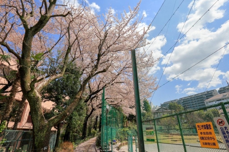 染井吉野桜(ソメイヨシノザクラ)　春の多目的広場(三塁裏)横は桜の街道に