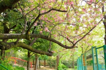 一葉桜(イチヨウザクラ)　ピンクのカワイイ桜