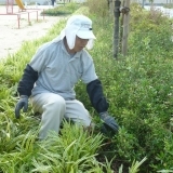 中町公園愛護会活動