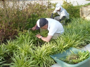 花壇や植え込みの中も掻き分けながら作業を進めます