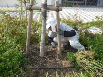 植え込み周りもこんなにスッキリと