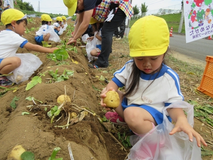 園児の手よりもおっきな「じゃがいも」、今夜、お母さんは何に変身させてくれるかな？