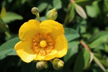 いろんな花が咲いて綺麗でした！