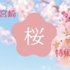 春の宮崎 お花見・桜スポット・桜開花情報2023(宮崎市・宮崎県央・宮崎県北エリア)