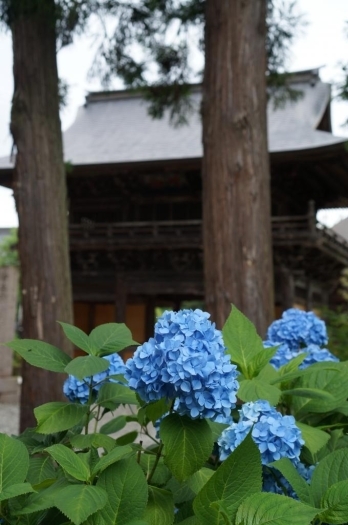 願成寺のあじさい・・喜多方市上三宮<br>開花時期：6月下旬～7月上旬頃<br>花言葉◆元気な女性　謙虚　寛容