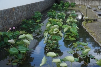 押切川公園の蓮・・・喜多方市<br>開花時期：7月中旬～8月上旬<br>花言葉◆清らかな心　神聖　雄弁　沈着<br>