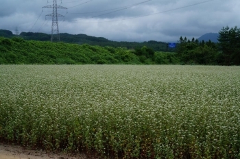 そば畑・・・喜多方市<br>開花時期：6月下旬～7月上旬<br>花言葉◆懐かしい想い出　喜びも悲しみもあなたを救う　幸福<br>